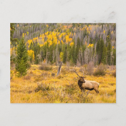 Bull Elk  Rocky Mountain National Park Colorado Postcard