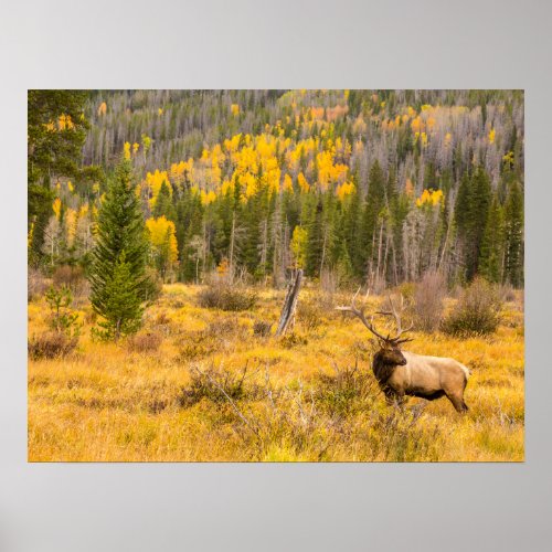 Bull Elk  Rocky Mountain National Park Colorado Poster
