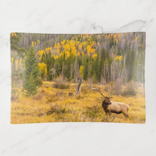 Bull Elk  Rocky Mountain National Park Colorado Trinket Tray