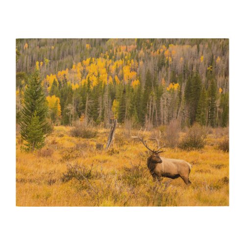 Bull Elk  Rocky Mountain National Park Colorado Wood Wall Art
