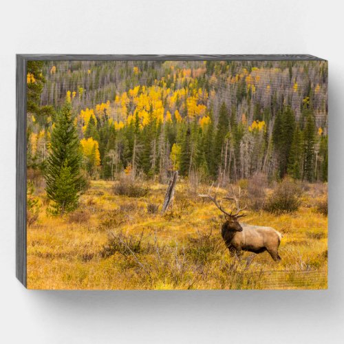 Bull Elk  Rocky Mountain National Park Colorado Wooden Box Sign