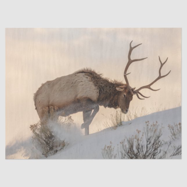 Bull Elk Searches for Food Beneath the Snow Tissue Paper (Front)