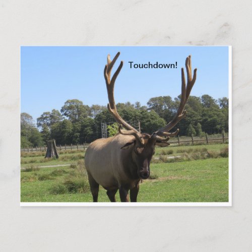 Bull Elk Signals Touchdown Postcard