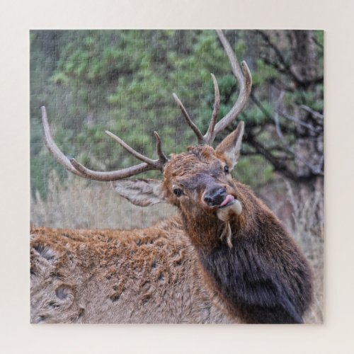 Bull Elk Sticking Out His Tongue Jigsaw Puzzle