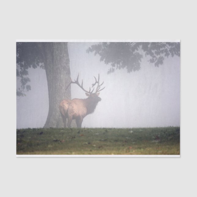 Bull Elk Tissue Paper (Front)