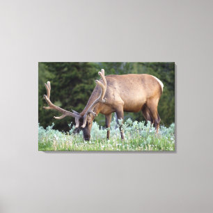 Bull Elk with antlers in velvet grazing Canvas Print