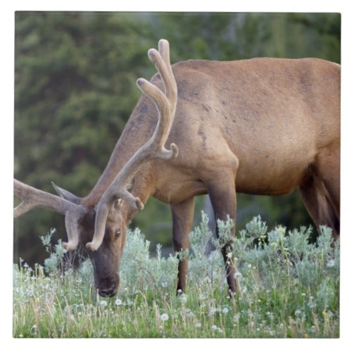 Bull Elk with antlers in velvet grazing in Ceramic Tile