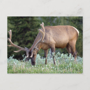 Bull Elk with antlers in velvet grazing in Postcard