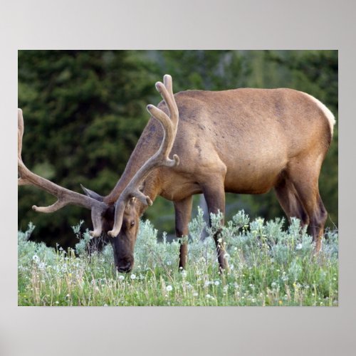 Bull Elk with antlers in velvet grazing in Poster