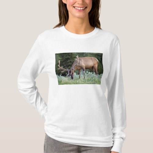 Bull Elk with antlers in velvet grazing in T_Shirt