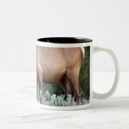 Bull Elk with antlers in velvet grazing in Two_Tone Coffee Mug