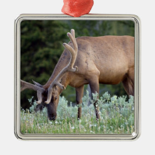 Bull Elk with antlers in velvet grazing Metal Ornament