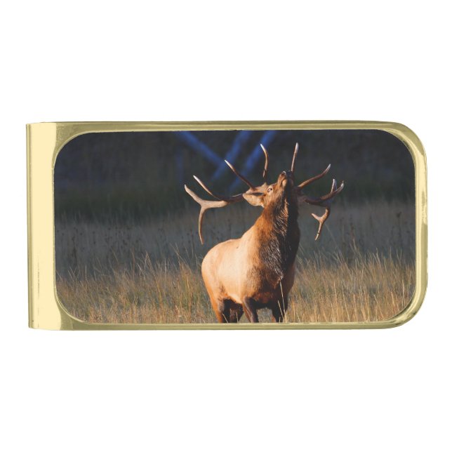 Bull Elk with Head Back Gold Finish Money Clip (Front)