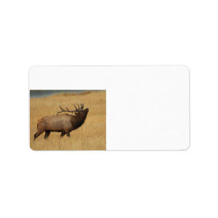 Bull Elk with Head Back Label