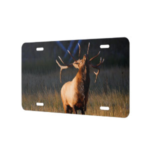 Bull Elk with Head Back License Plate