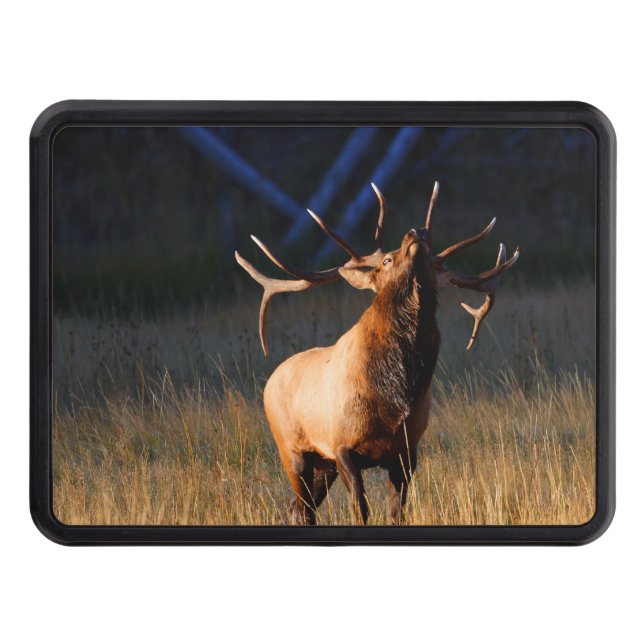 Bull Elk with Head Back Tow Hitch Cover (Front)