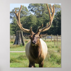 Bull Elk with huge antlers on 8"x10" poster