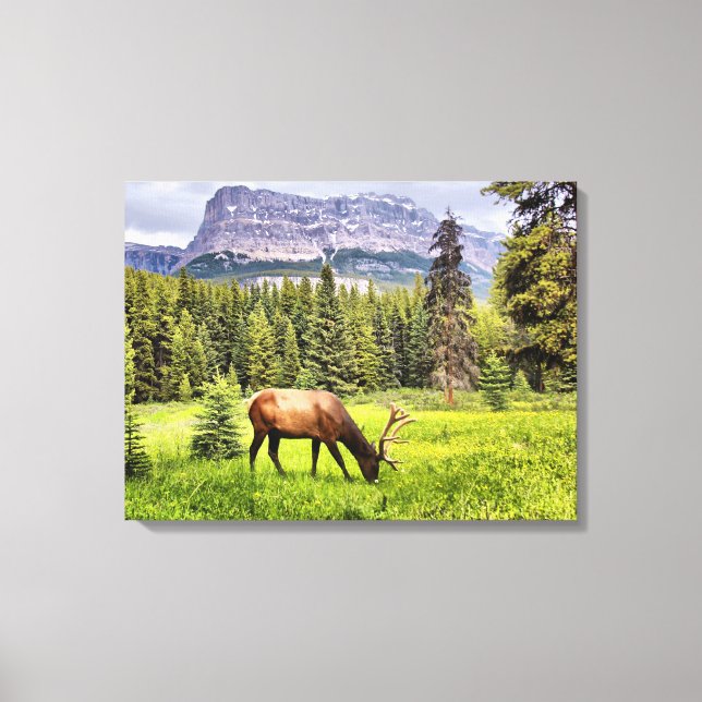 Bull Elk Wrapped Canvas Print (Front)