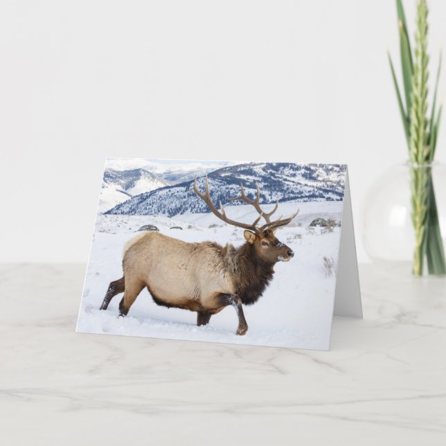 Bull Elk | Wyoming Card (Front)