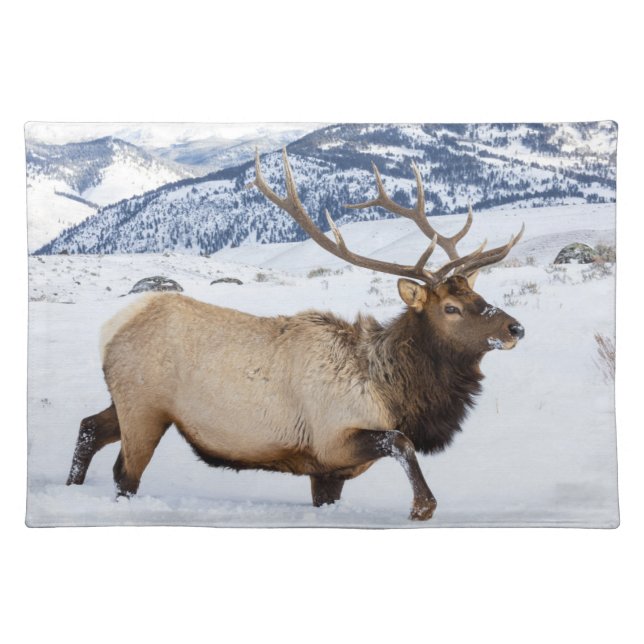 Bull Elk | Wyoming Cloth Placemat (Front)