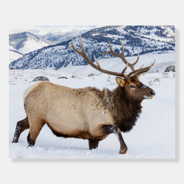 Bull Elk | Wyoming Foam Board (Front)