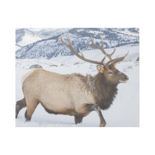 Bull Elk Wyoming Gallery Wrap