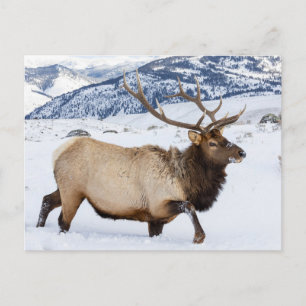 Bull Elk Wyoming Postcard