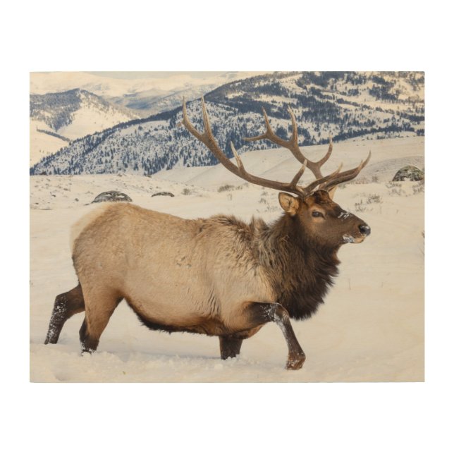 Bull Elk | Wyoming Wood Wall Art (Front)