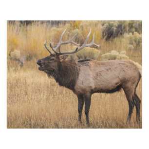 Bull Elk Yellowstone National Park Faux Canvas Print
