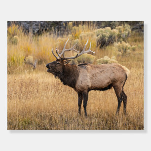 Bull Elk   Yellowstone National Park Foam Board