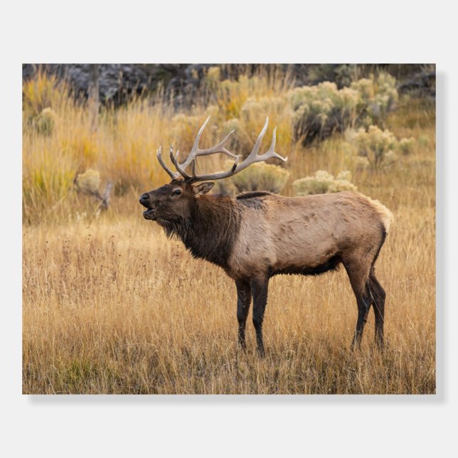 Bull Elk | Yellowstone National Park Foam Board (Front)