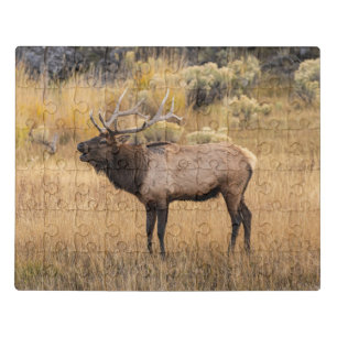 Bull Elk   Yellowstone National Park Jigsaw Puzzle