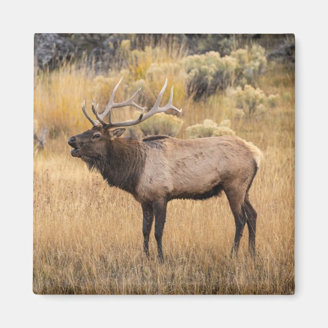 Bull Elk | Yellowstone National Park Magnet (Front)