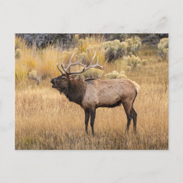 Bull Elk | Yellowstone National Park Postcard (Front)