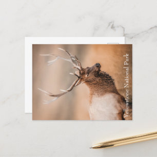 Bull Elk Yellowstone National Park Postcard