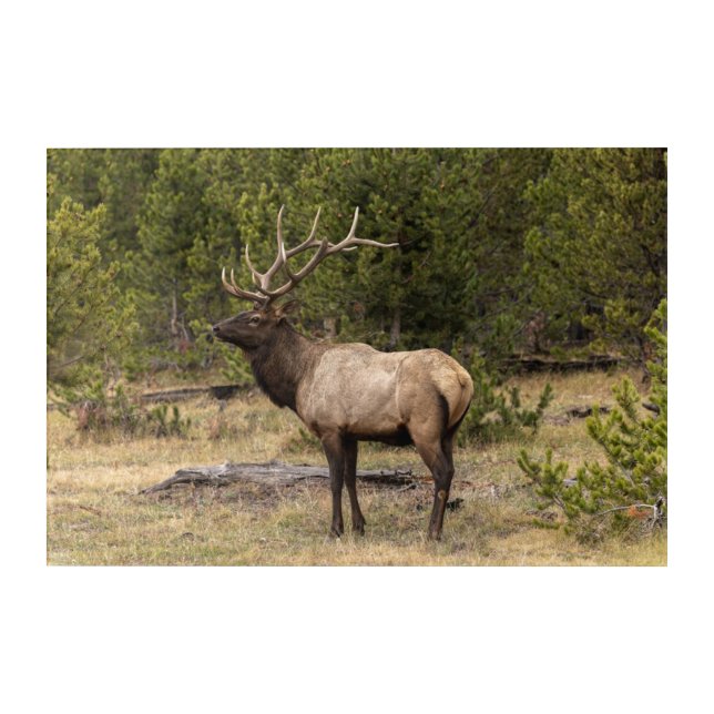 Bull Elk Yellowstone National Park, Wyoming Acrylic Print (Front)