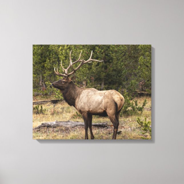 Bull Elk Yellowstone National Park, Wyoming Canvas Print (Front)