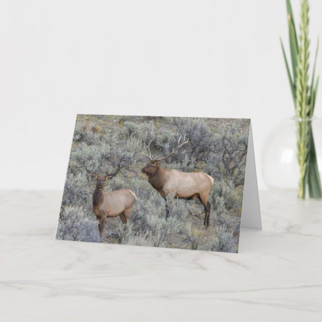Bull Elk | Yellowstone National Park, Wyoming Card (Front)