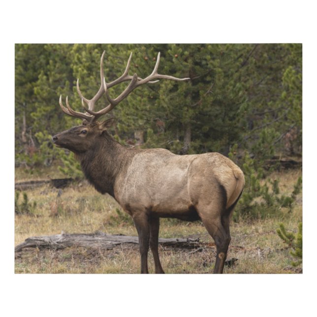 Bull Elk Yellowstone National Park, Wyoming Faux Canvas Print (Front)