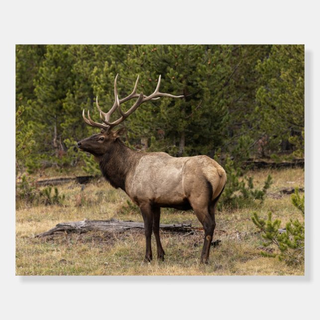 Bull Elk Yellowstone National Park, Wyoming Foam Board (Front)