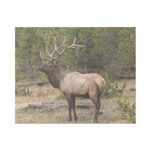 Bull Elk Yellowstone National Park, Wyoming Gallery Wrap