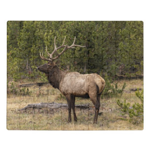 Bull Elk Yellowstone National Park, Wyoming Jigsaw Puzzle