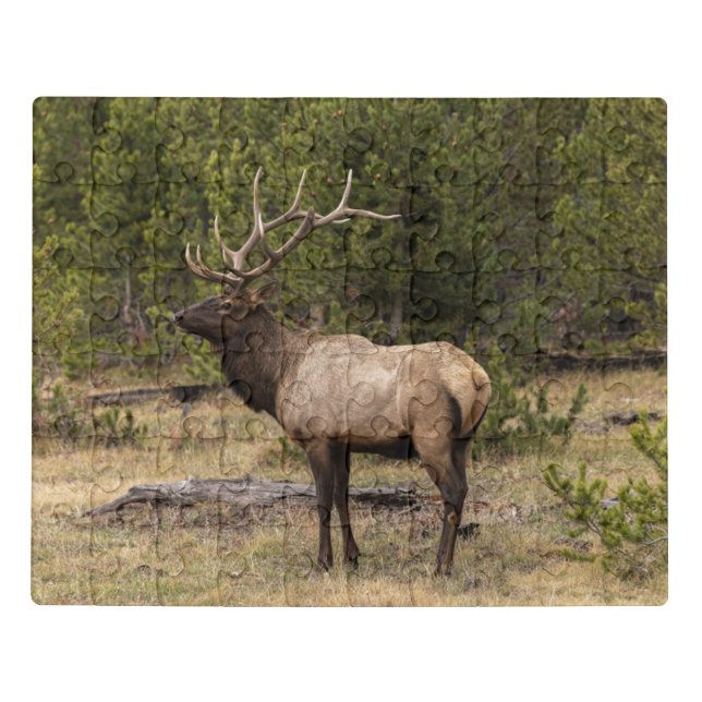 Bull Elk Yellowstone National Park, Wyoming Jigsaw Puzzle (Puzzle Horizontal)