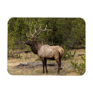 Bull Elk Yellowstone National Park, Wyoming Magnet