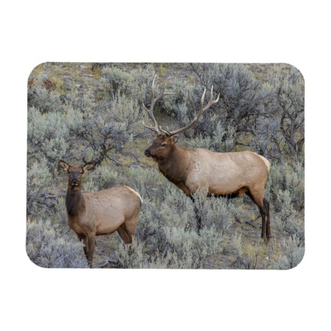 Bull Elk | Yellowstone National Park, Wyoming Magnet (Horizontal)