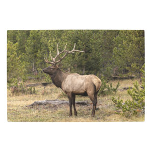 Bull Elk Yellowstone National Park, Wyoming Metal Print