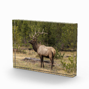 Bull Elk Yellowstone National Park, Wyoming Photo Block