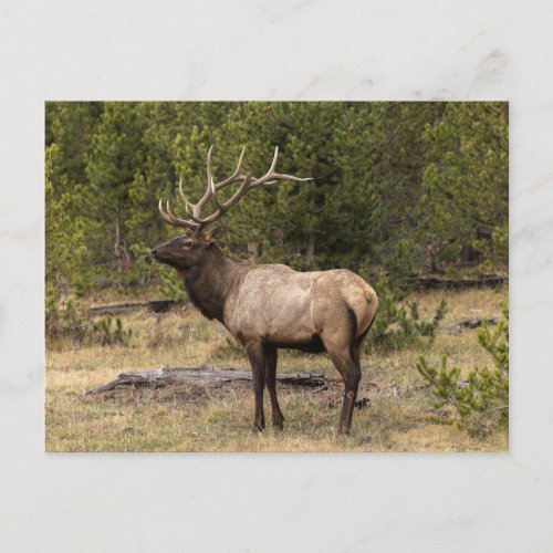 Bull Elk Yellowstone National Park Wyoming Postcard