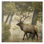 Bull Elk, Yellowstone National Park, Wyoming, Tile at Zazzle