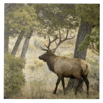Bull Elk  Yellowstone National Park  Wyoming  Tile by theworldofanimals at Zazzle